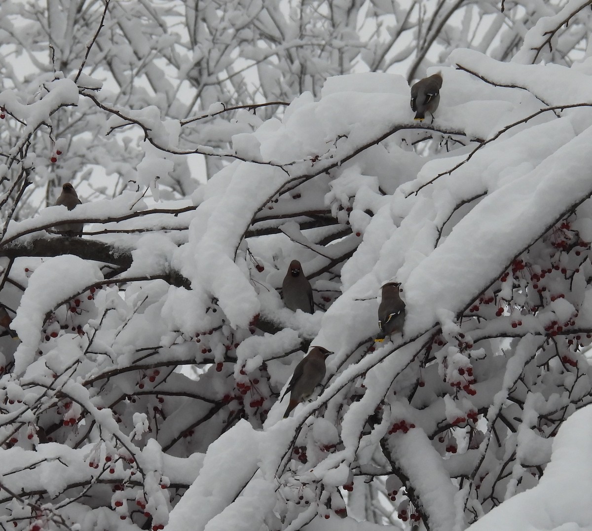 Bohemian Waxwing - ML645136173
