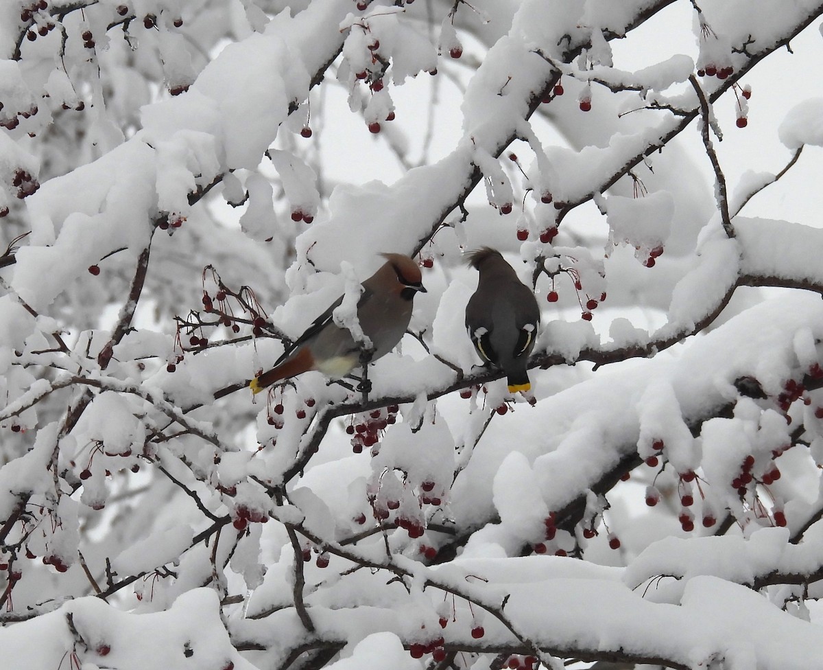 Buztanori boreala - ML645136174