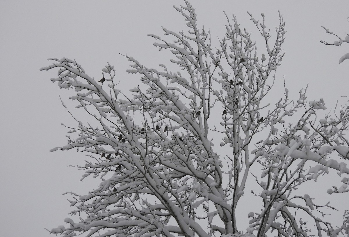 Bohemian Waxwing - ML645136176