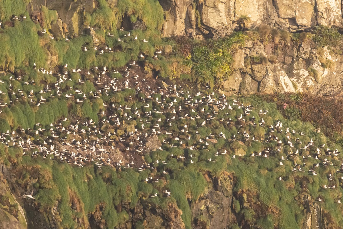 Black-browed Albatross (Campbell) - ML645136186