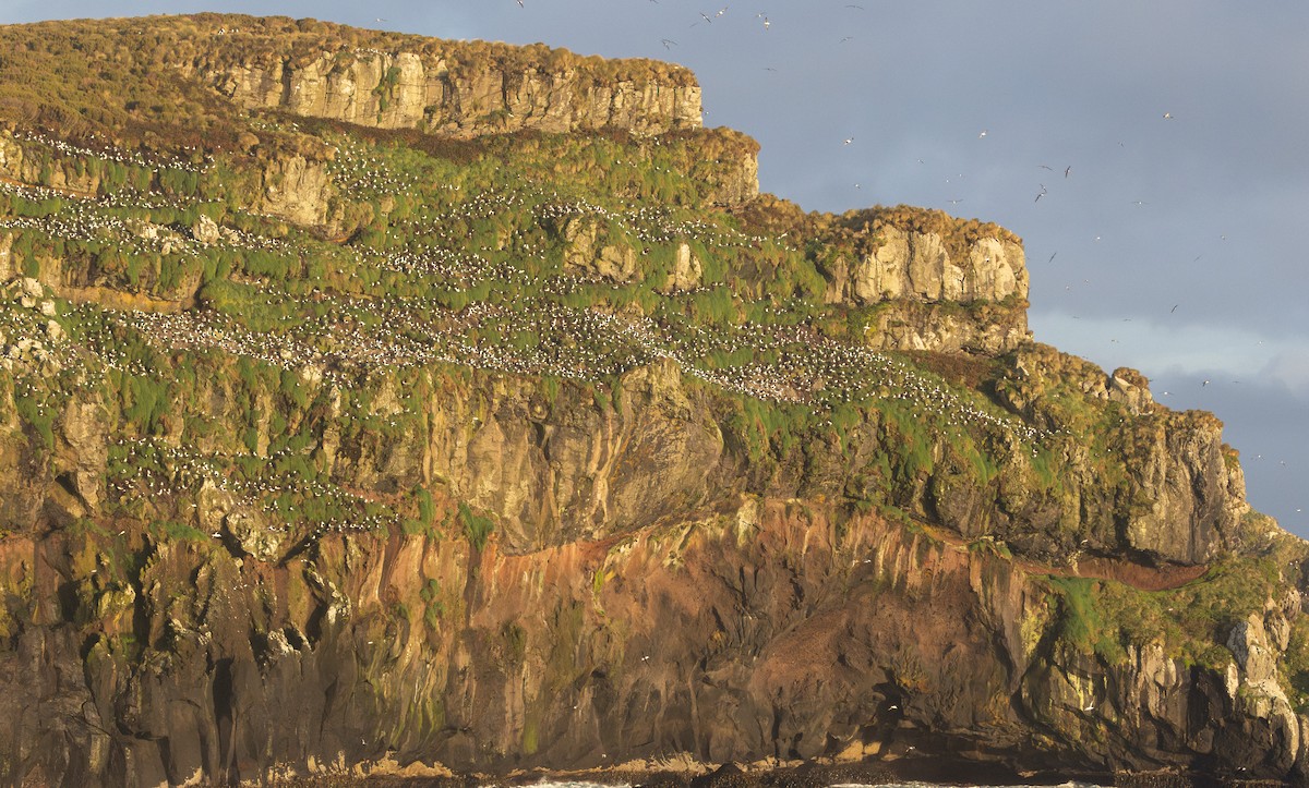 Black-browed Albatross (Campbell) - ML645136187