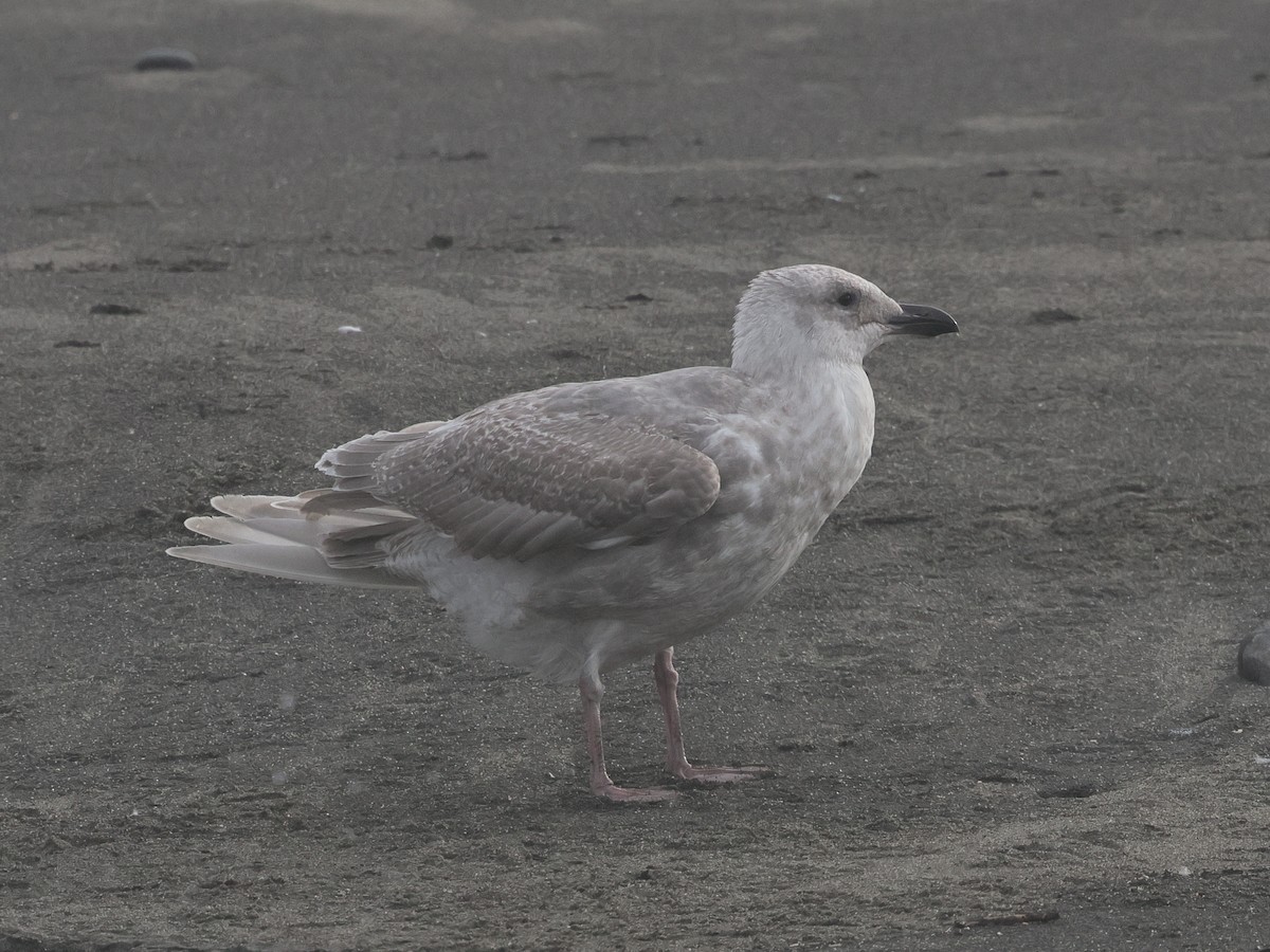 Beringmöwe - ML645136190