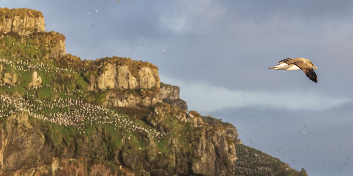 Gray-headed Albatross - ML645136202