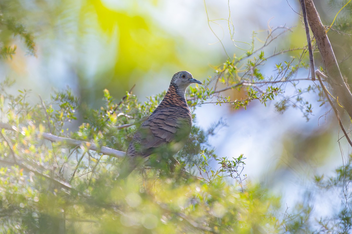Bar-shouldered Dove - ML645136205
