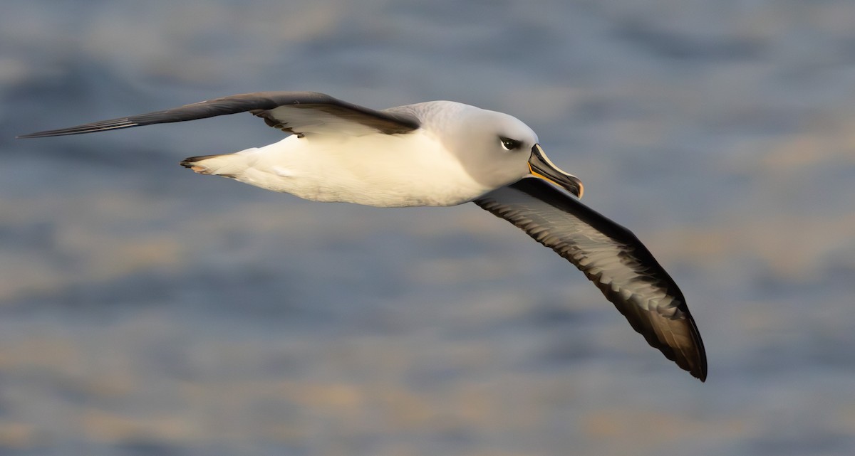 Boz Başlı Albatros - ML645136206