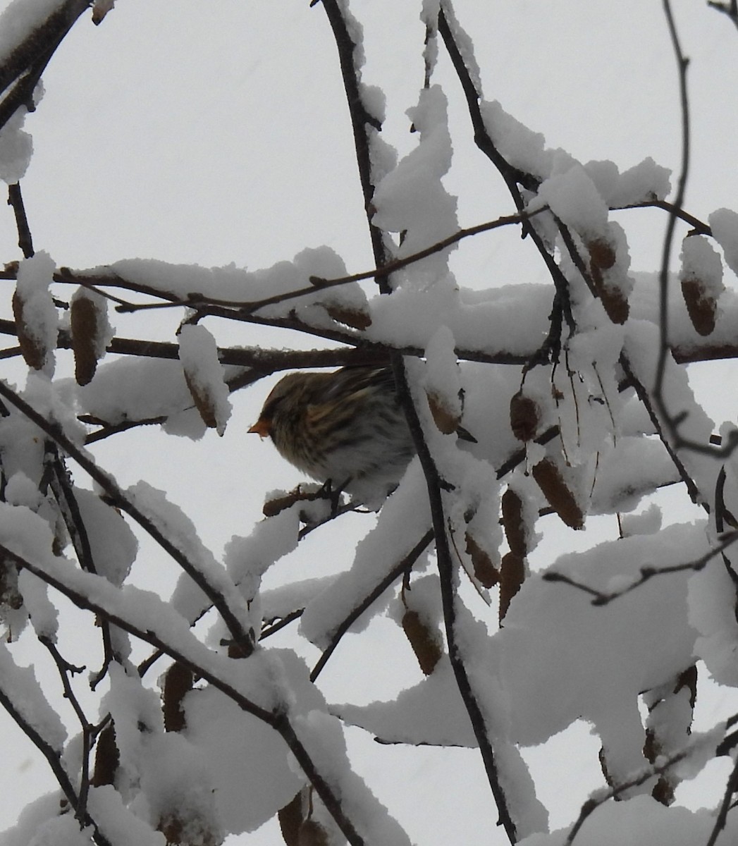 Redpoll - ML645136207