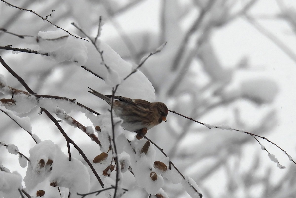 Redpoll - ML645136208