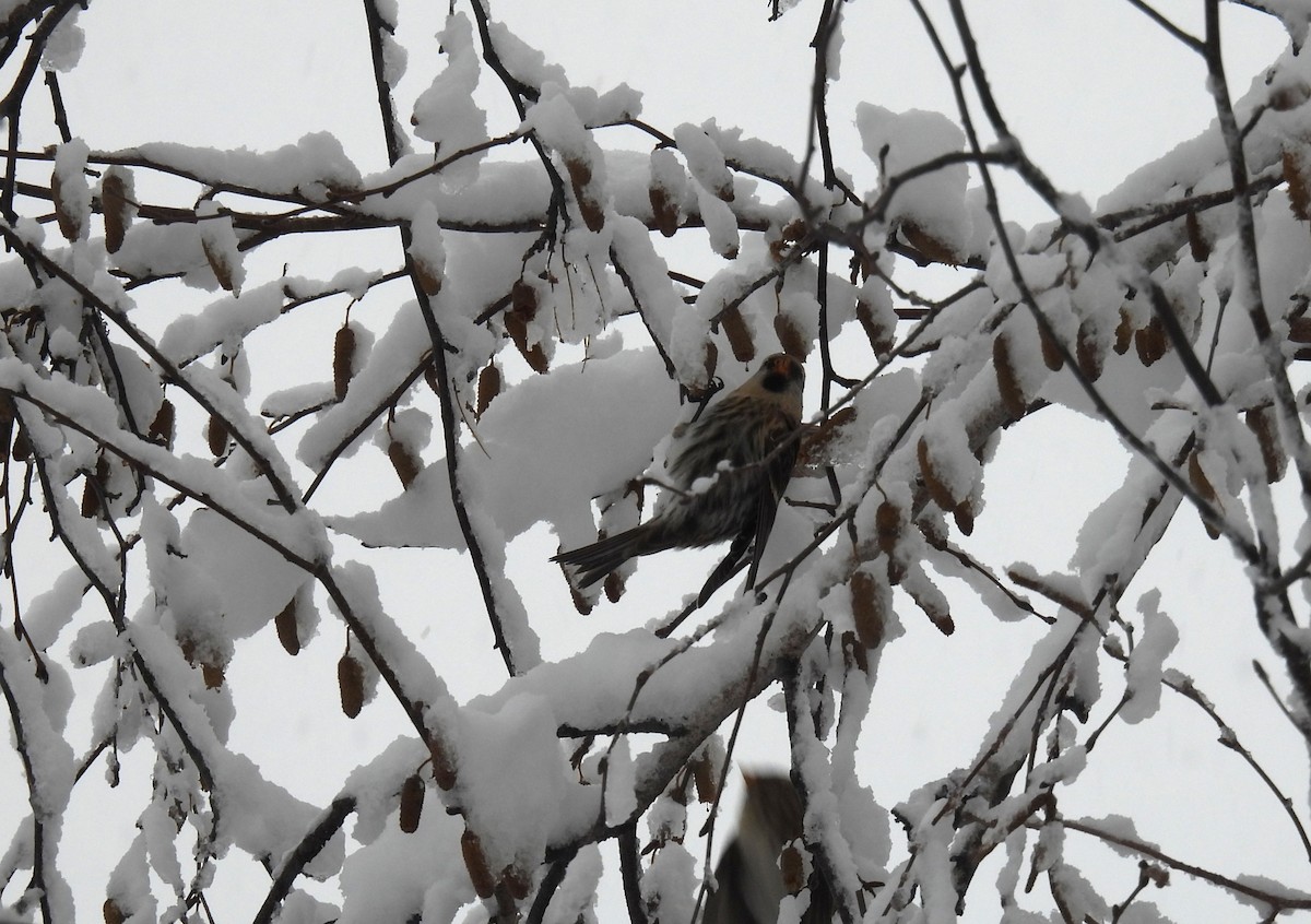 Redpoll - ML645136209