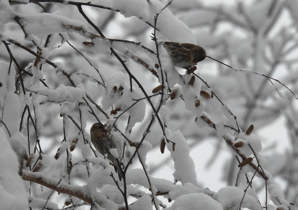 Redpoll - ML645136211