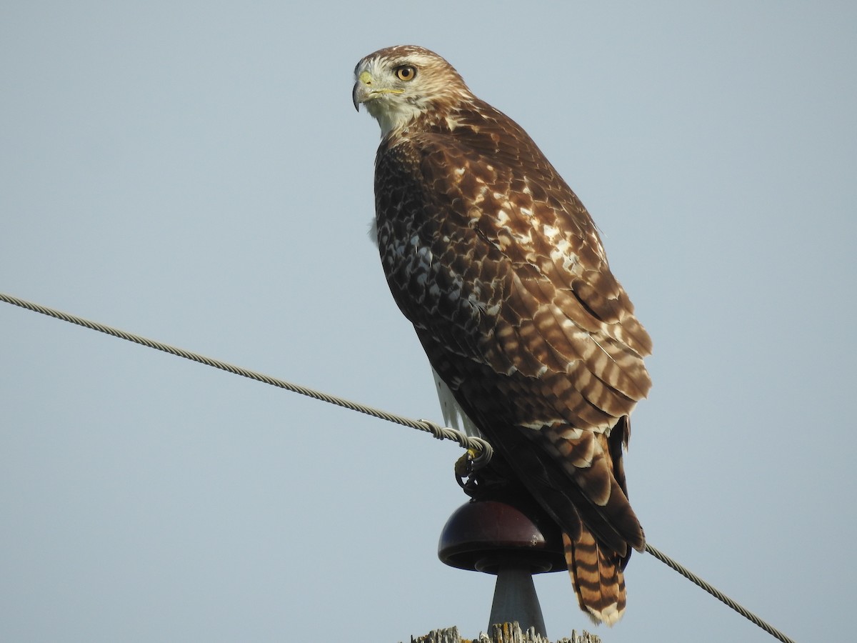 Red-tailed Hawk - ML645136214