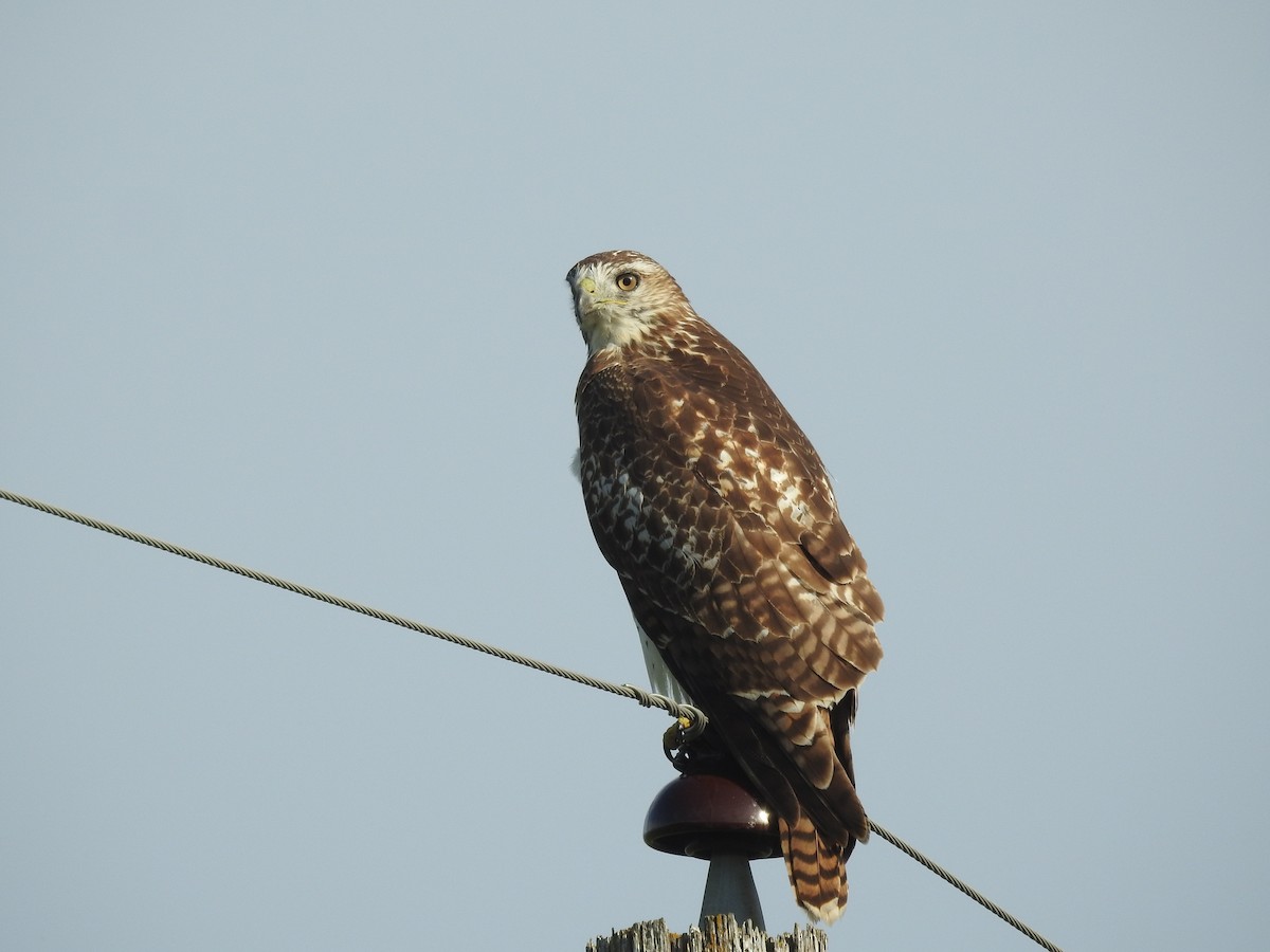 Red-tailed Hawk - ML645136217