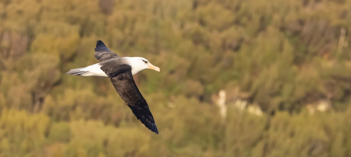 Black-browed Albatross (Campbell) - ML645136218