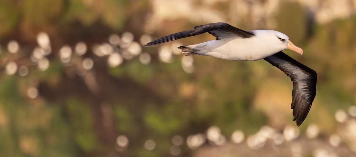 Black-browed Albatross (Campbell) - ML645136219