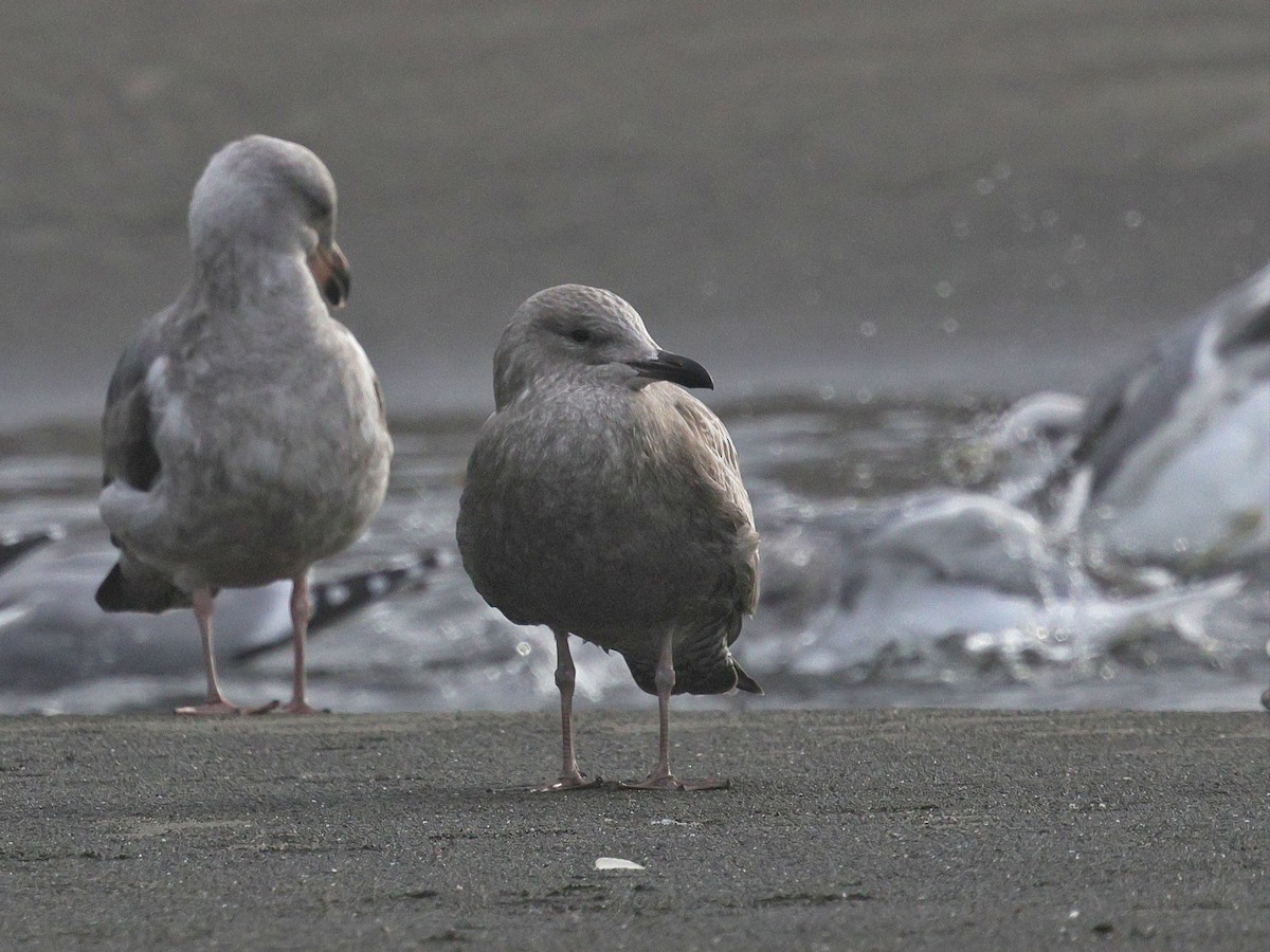Iceland Gull (Thayer's) - ML645136226