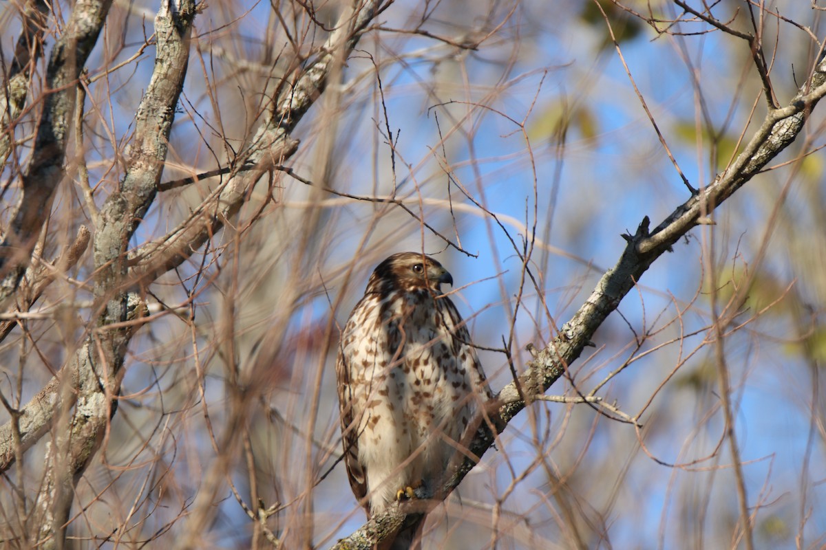 Red-shouldered Hawk - ML645136229