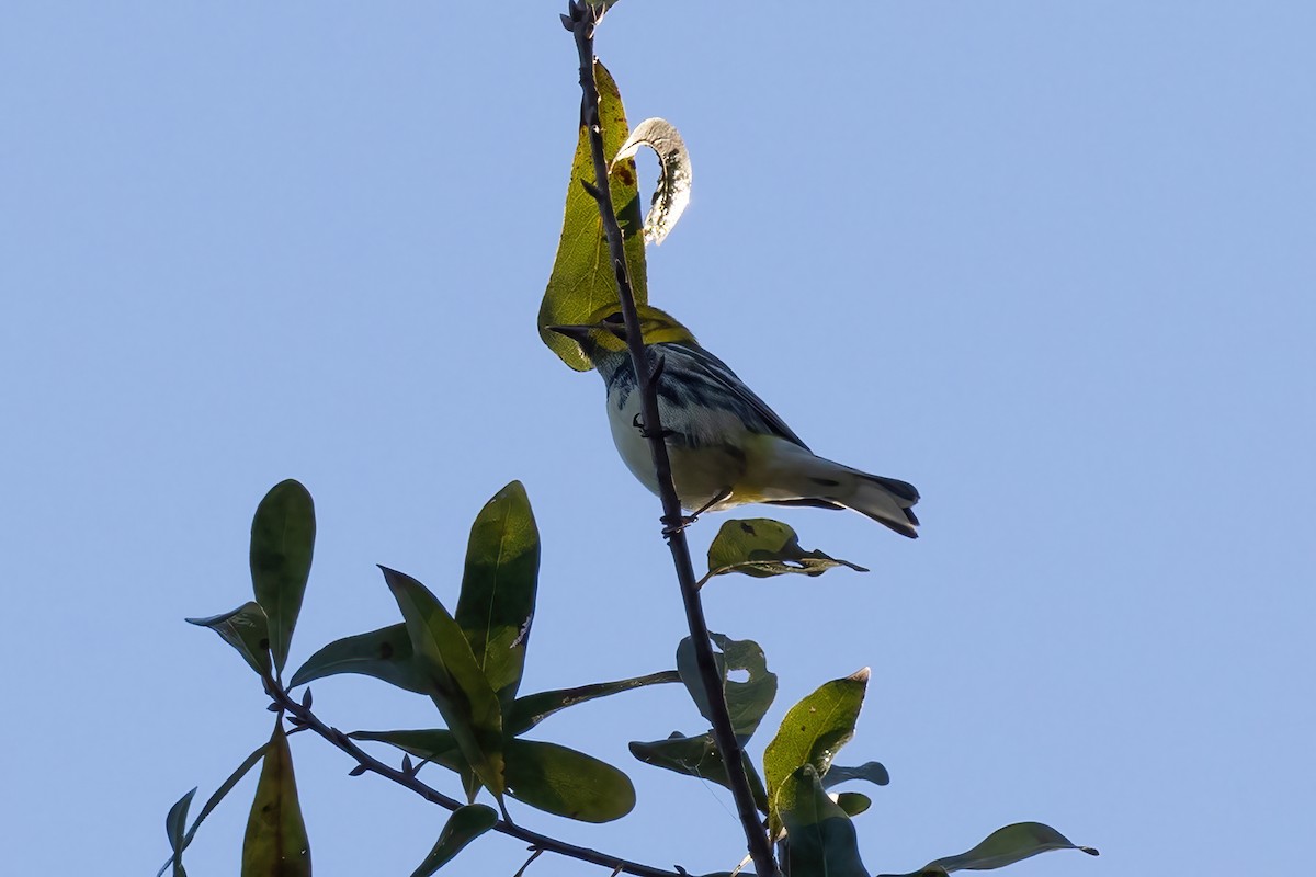 Black-throated Green Warbler - ML645136230