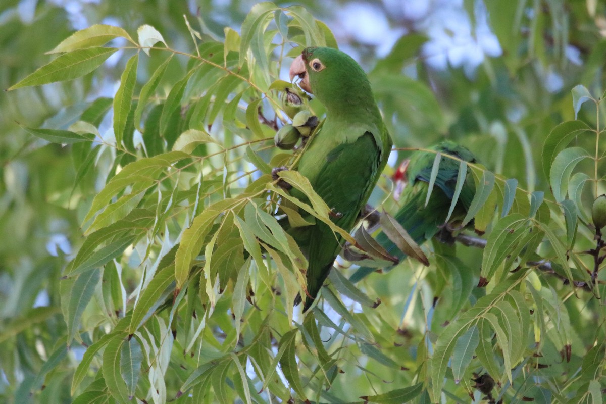 Red-masked Parakeet - ML645136232