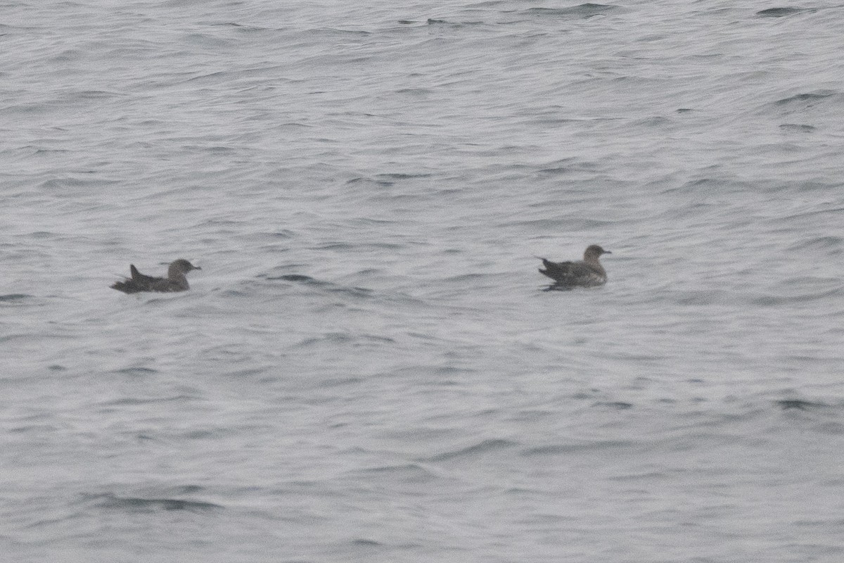 Parasitic Jaeger - ML645136233