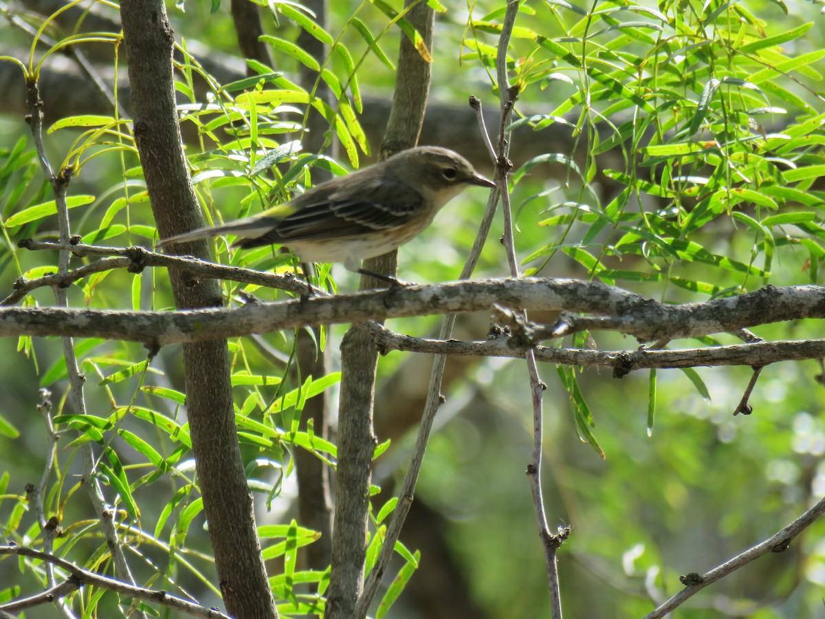 Yellow-rumped Warbler (Myrtle) - ML645136234