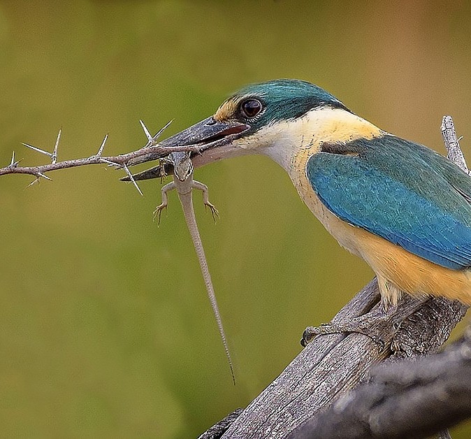 Sacred Kingfisher - ML645136236