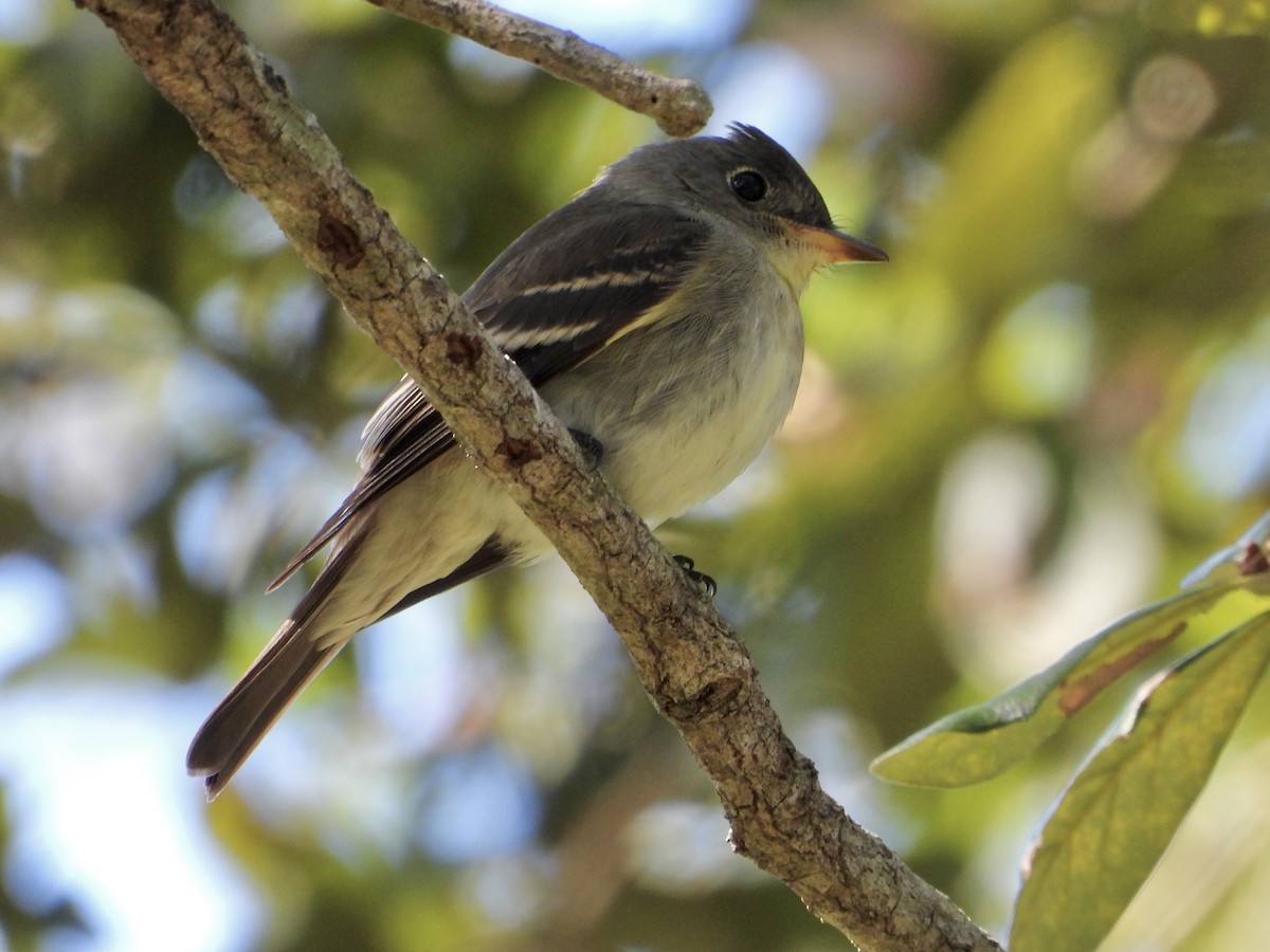 Great Crested Flycatcher - ML645136238