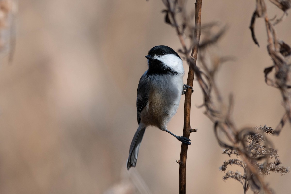 Black-capped Chickadee - ML645136241