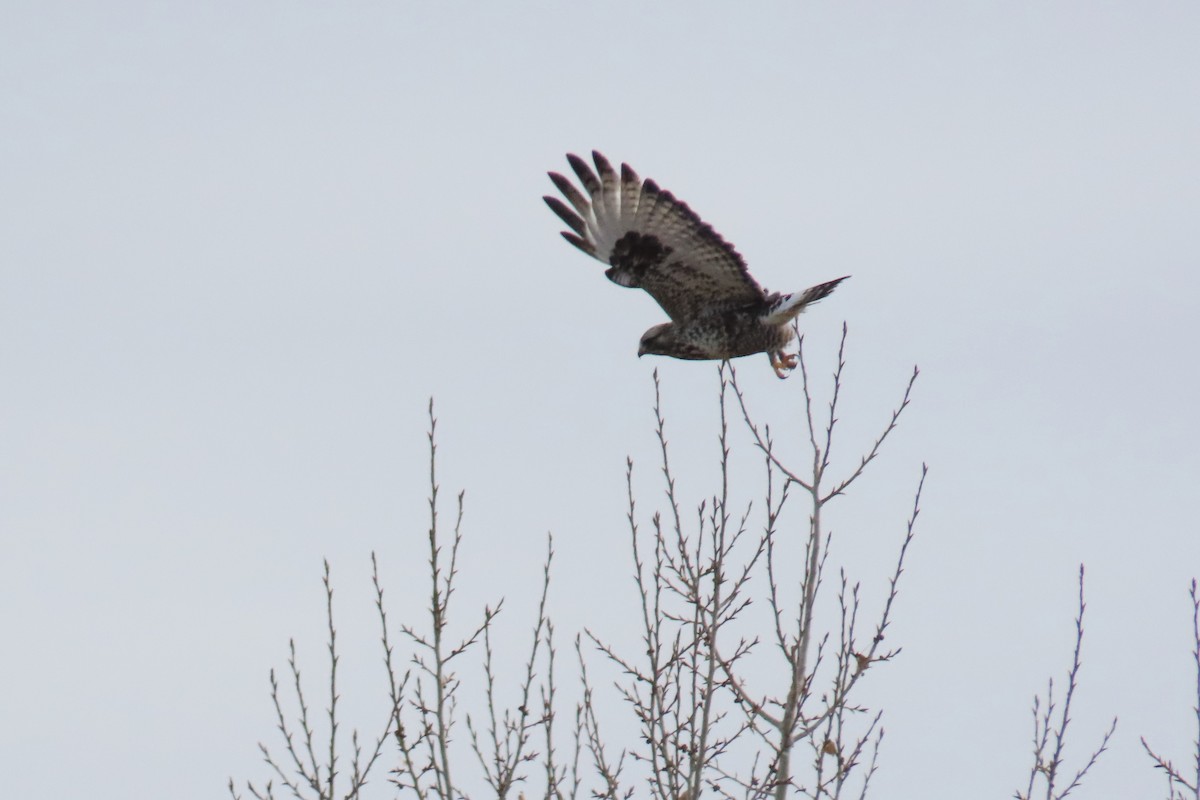 Rough-legged Hawk - ML645136244
