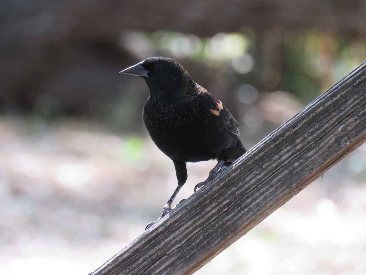 Red-winged Blackbird (Red-winged) - ML645136250
