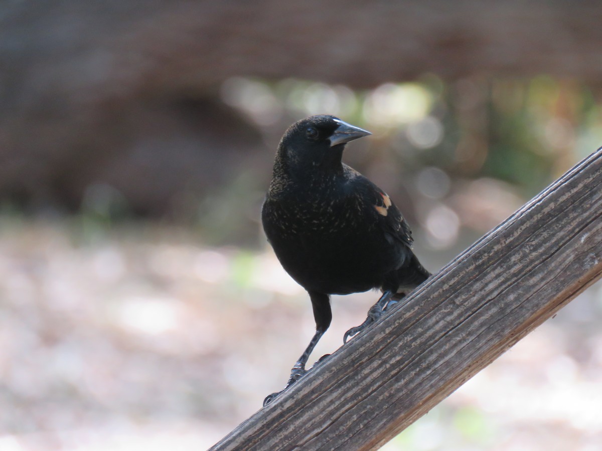 Red-winged Blackbird (Red-winged) - ML645136251