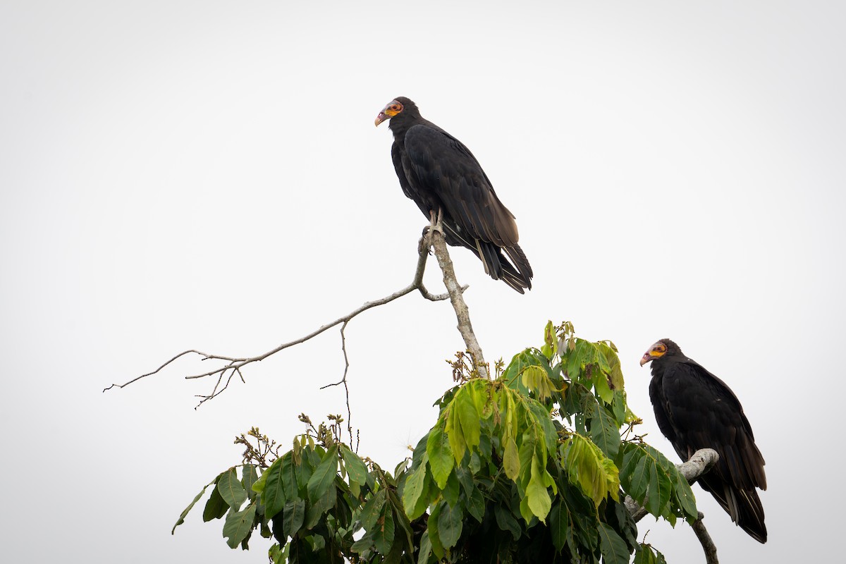 Lesser Yellow-headed Vulture - ML645136267