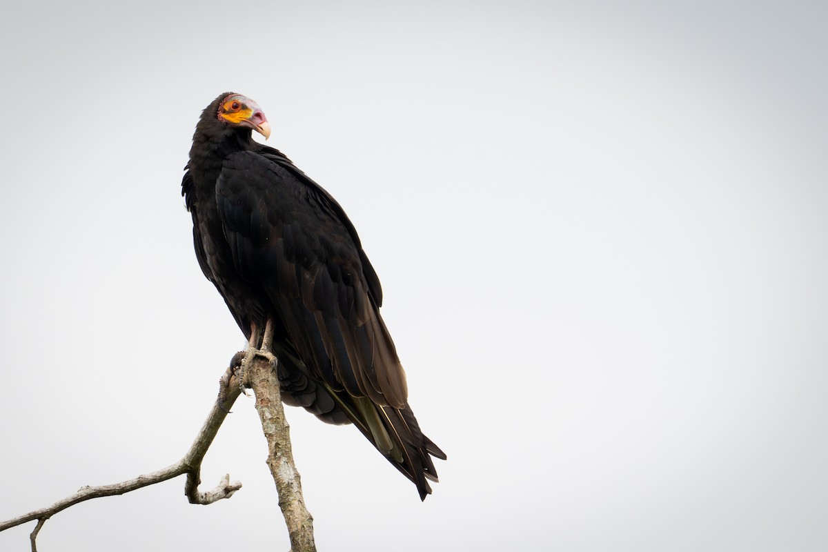 Lesser Yellow-headed Vulture - ML645136269