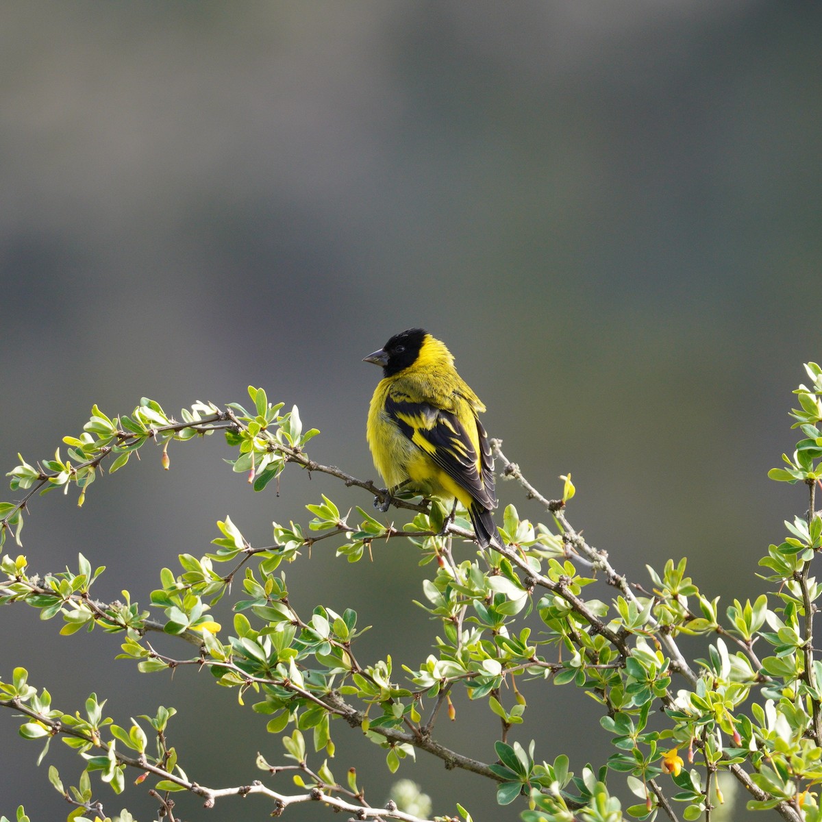 Hooded Siskin - ML645136273