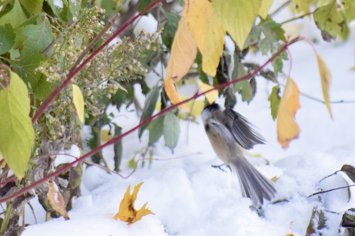 Black-capped Chickadee - ML645136281
