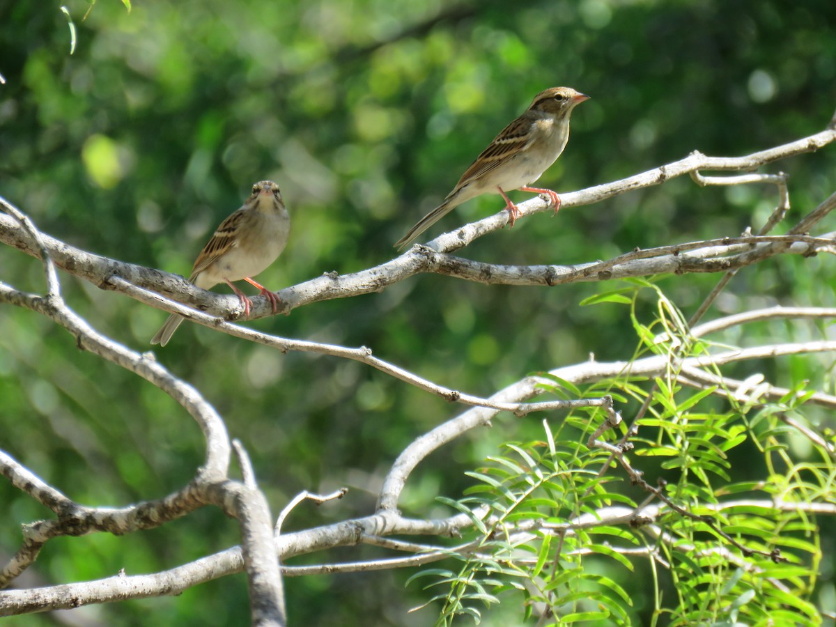 strnádka vrabcovitá - ML645136284