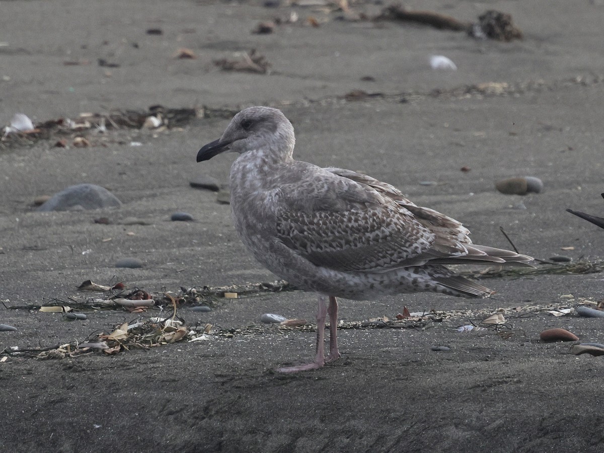 West- x Beringmöwe (Hybrid) - ML645136285