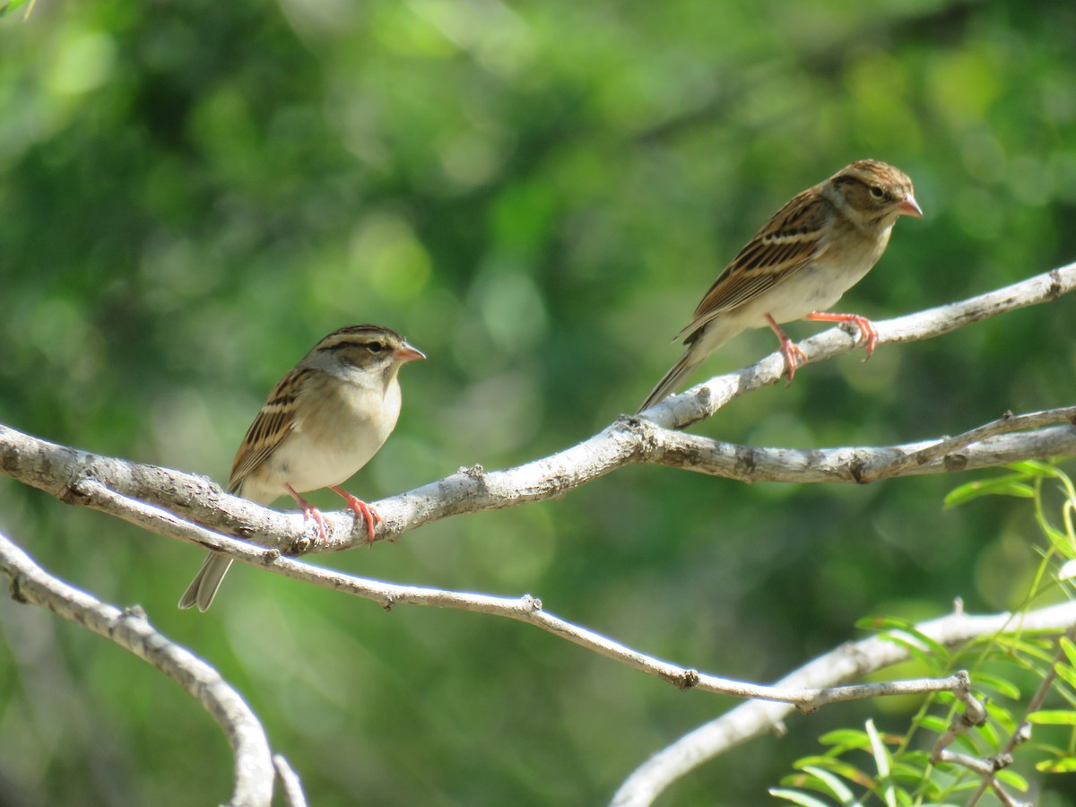 strnádka vrabcovitá - ML645136286