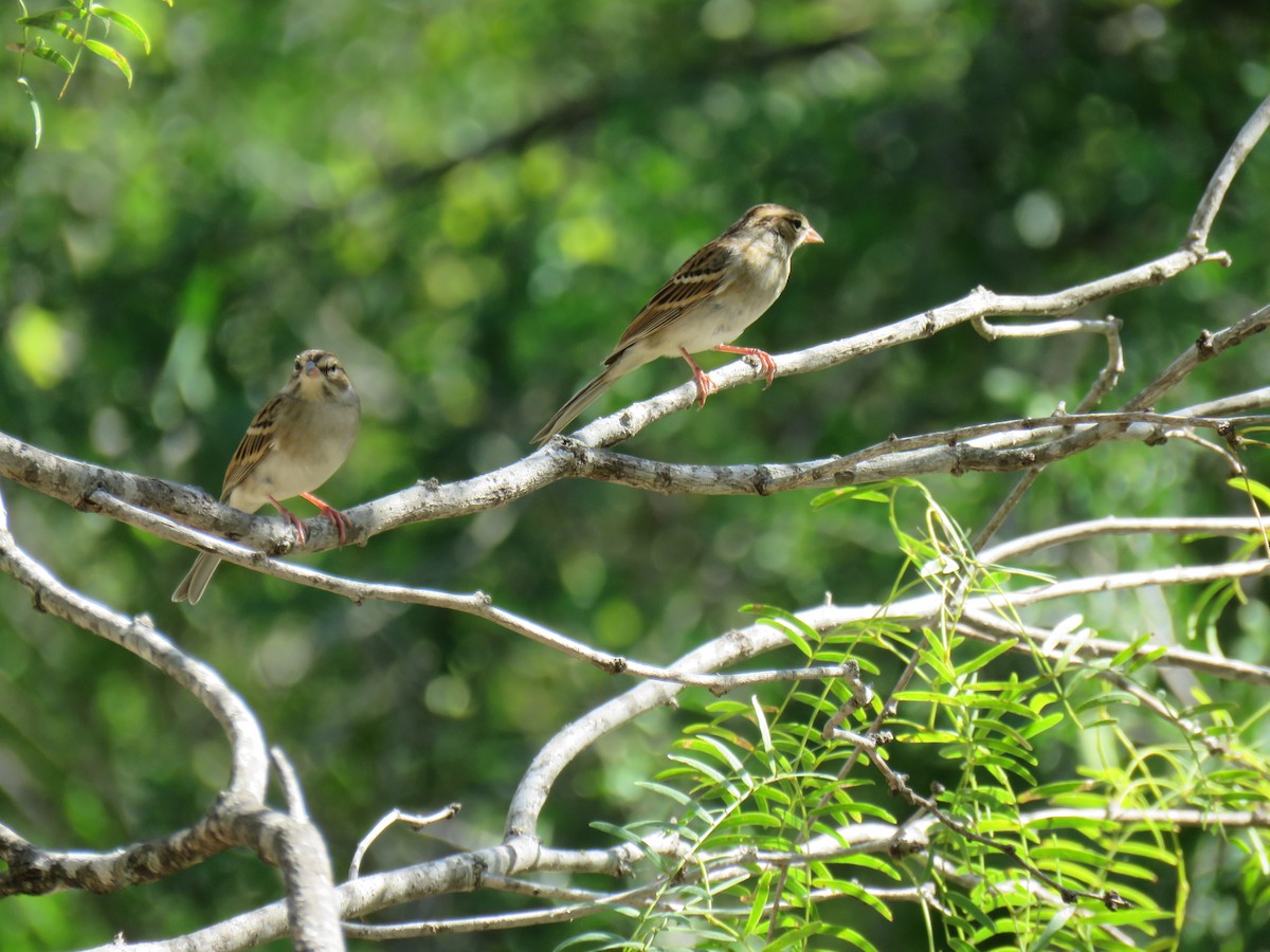 strnádka vrabcovitá - ML645136287