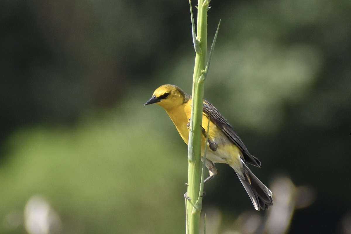 Saffron-cowled Blackbird - ML645136306