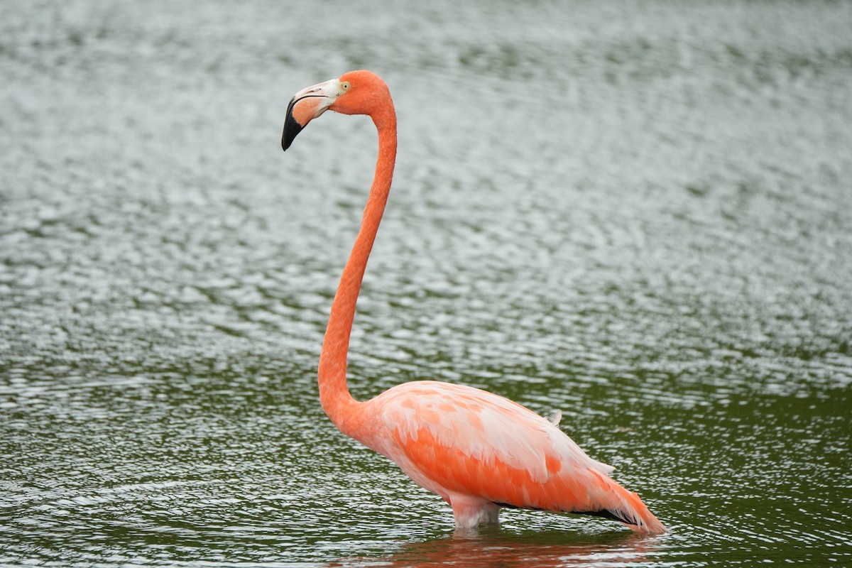 Фламінго червоний - ML645136307