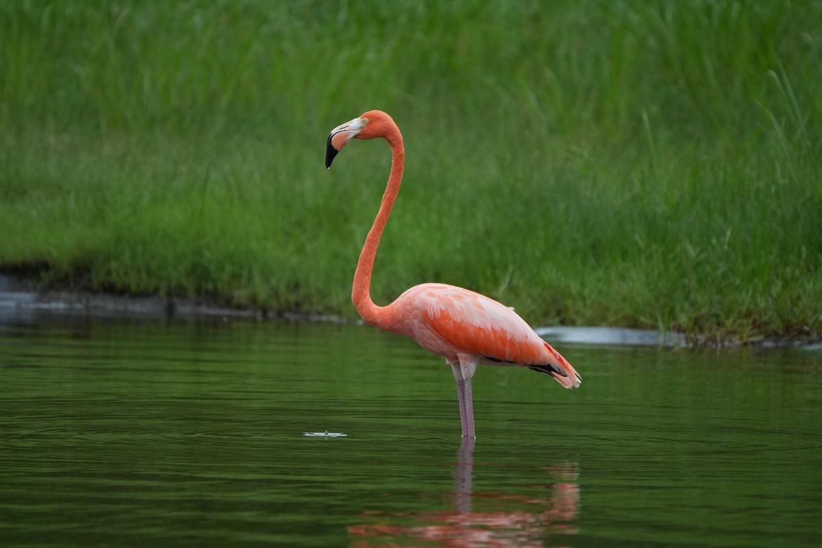 Фламінго червоний - ML645136308