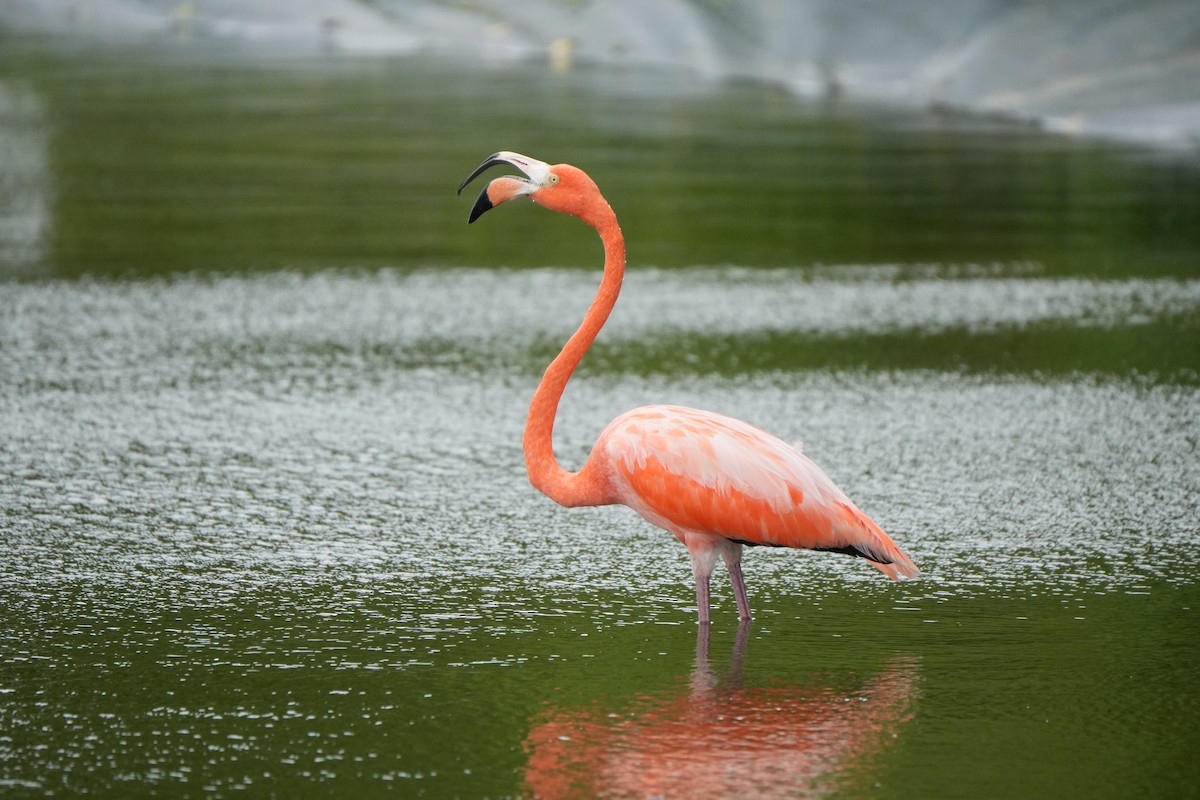 Фламінго червоний - ML645136309