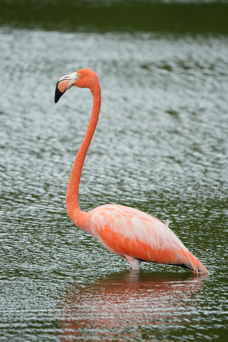 Фламінго червоний - ML645136310