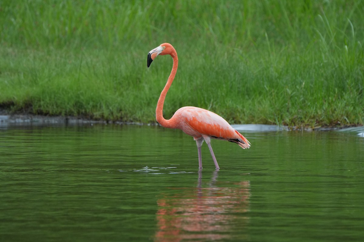 Фламінго червоний - ML645136311