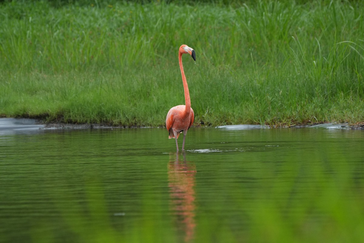 Фламінго червоний - ML645136312