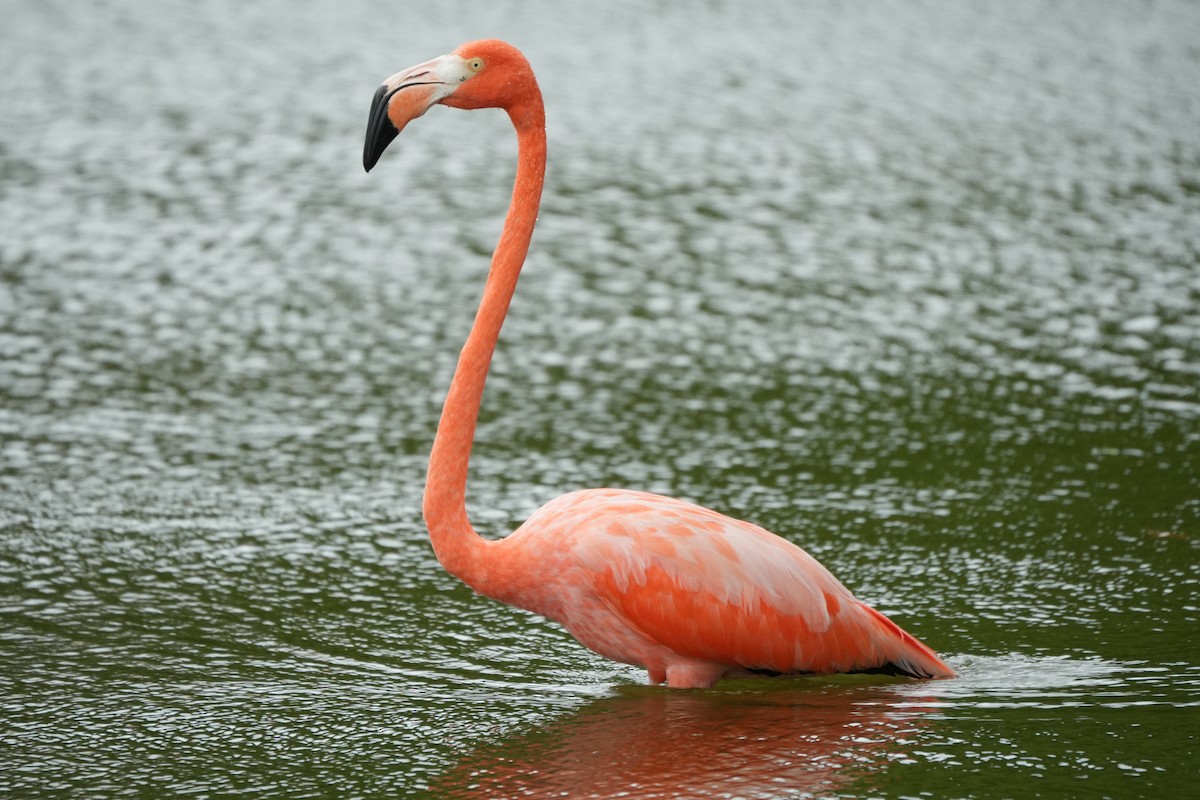 Фламінго червоний - ML645136313