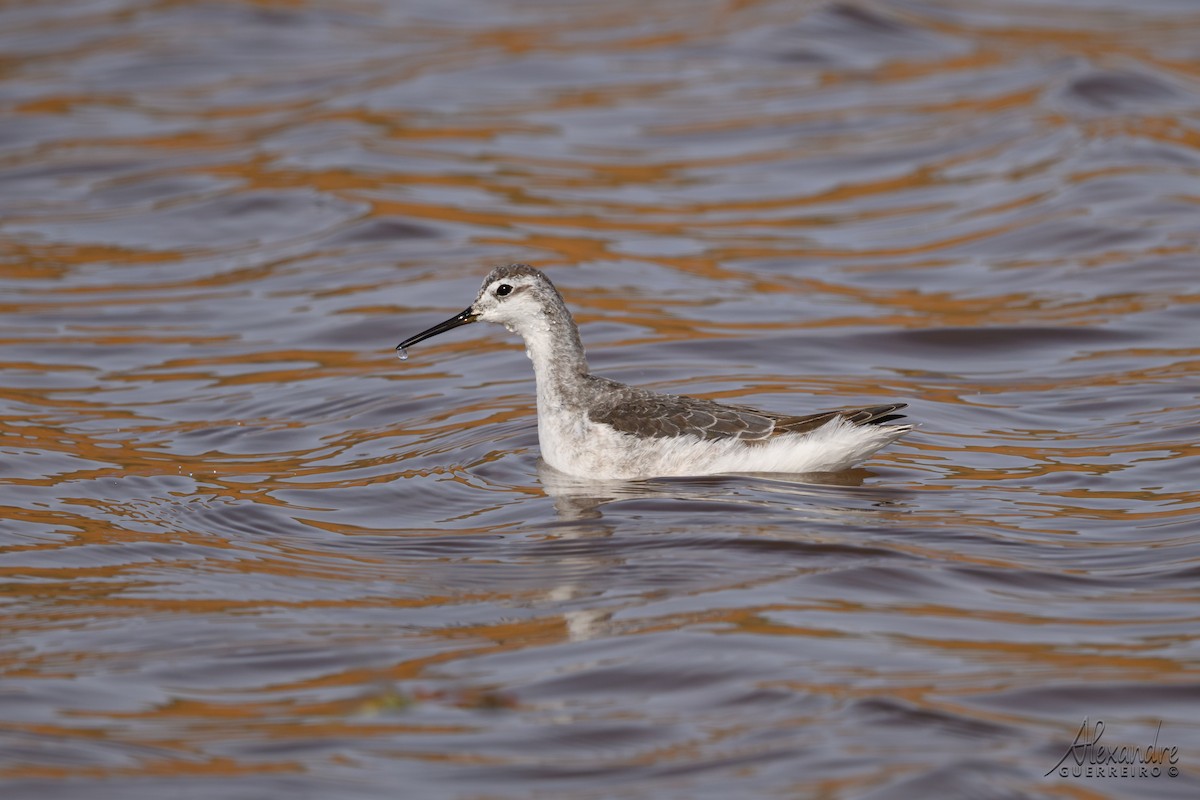 Wilson's Phalarope - ML645136316