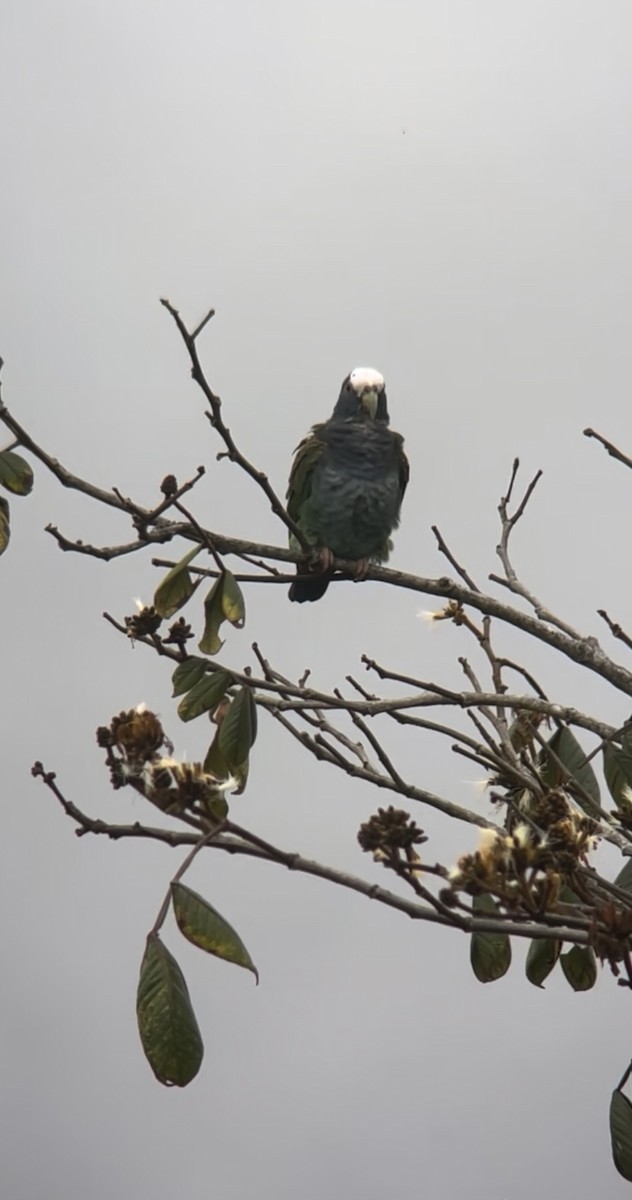 Loro Senil - ML645136325