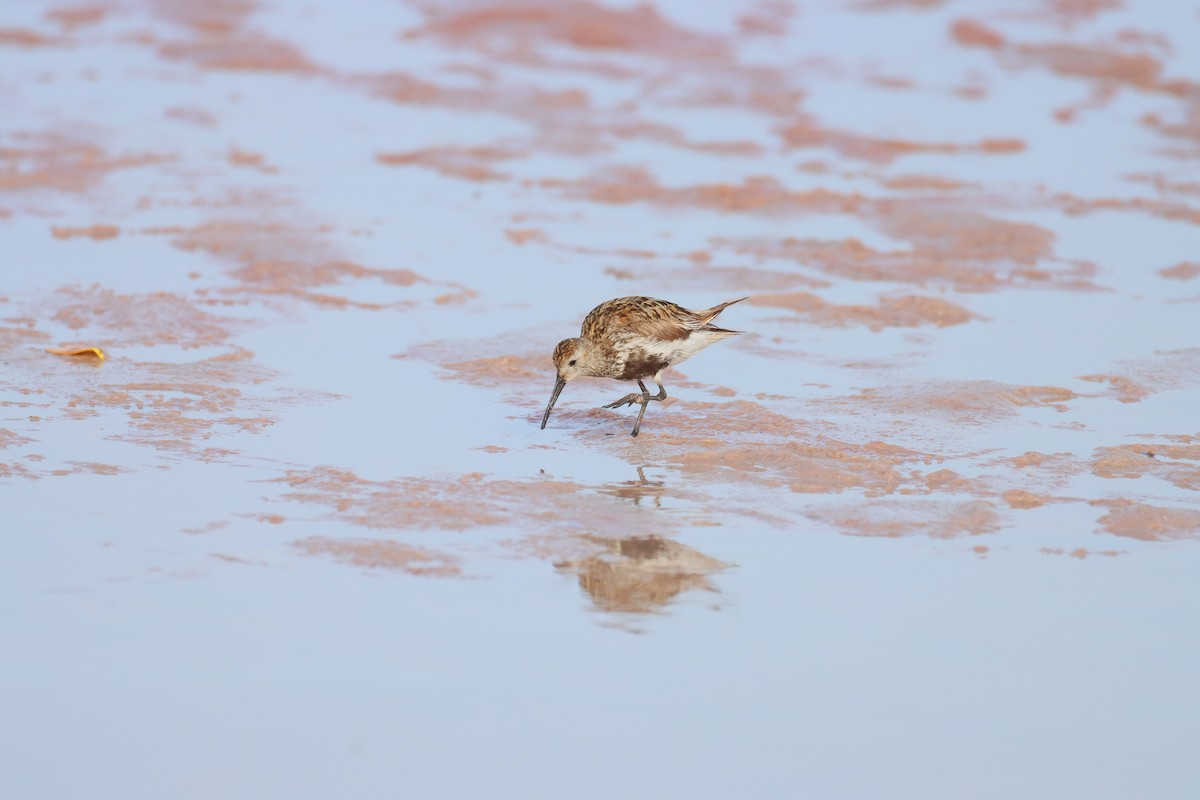 Dunlin - ML645136333