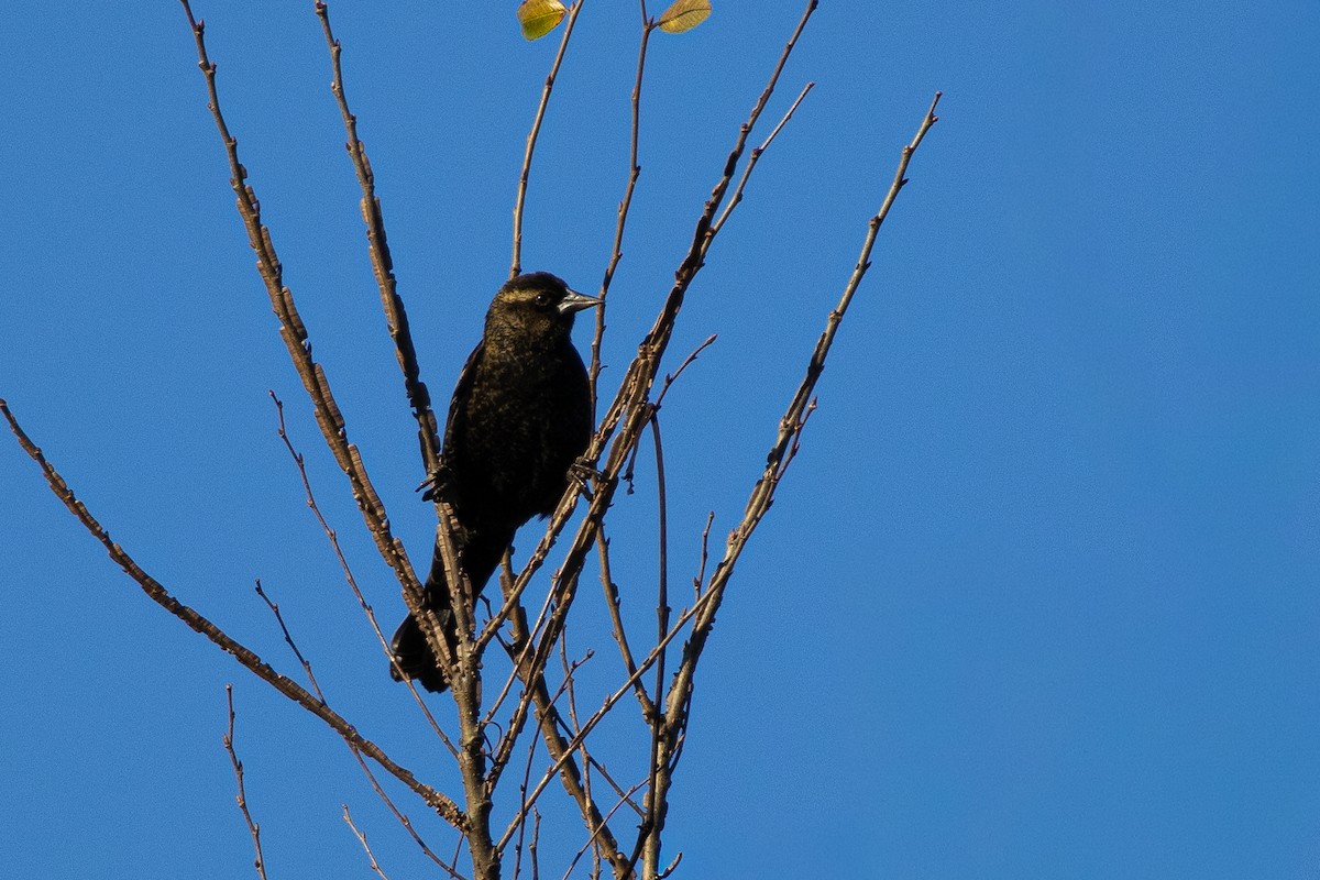 Red-winged Blackbird - ML645136337