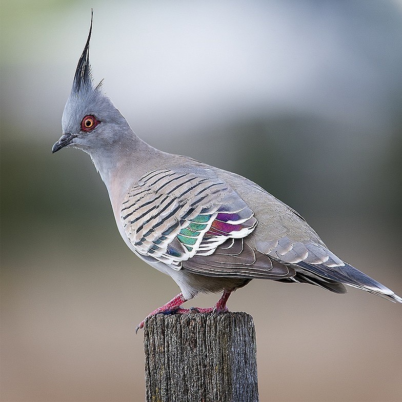 Crested Pigeon - ML645136340